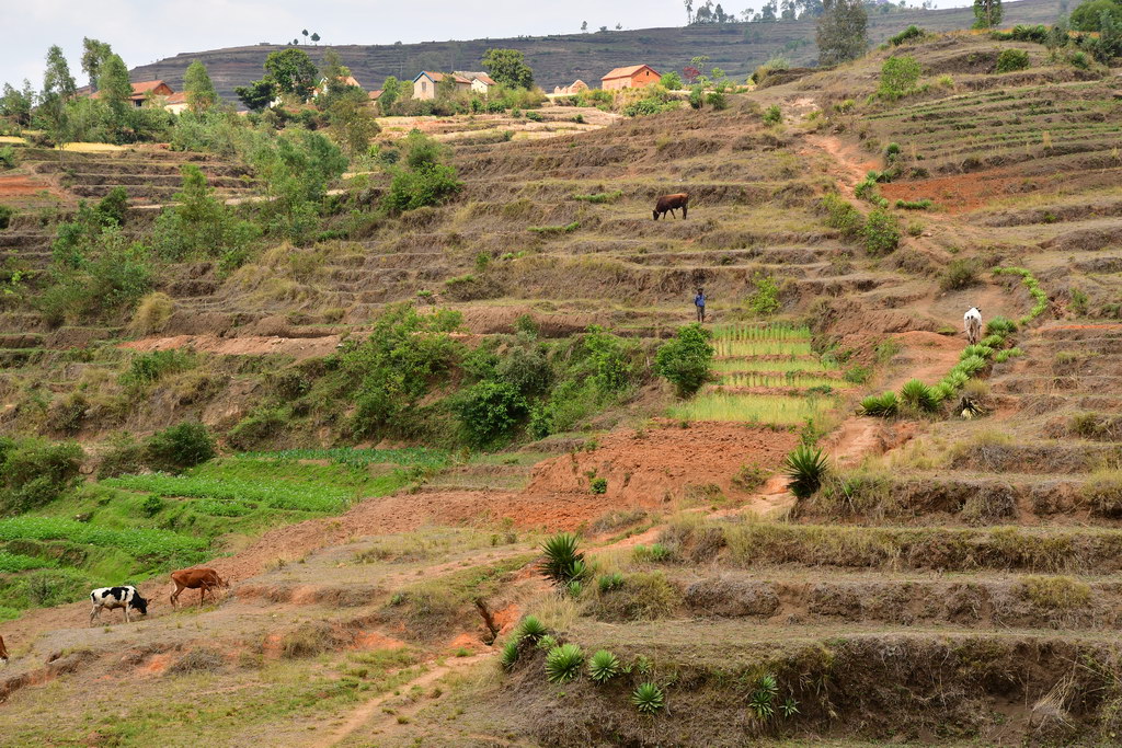 Rice Paddies, Betafo Rgn